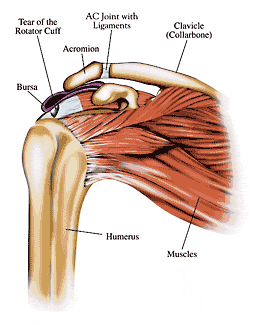 Structure of the Upper Arm.